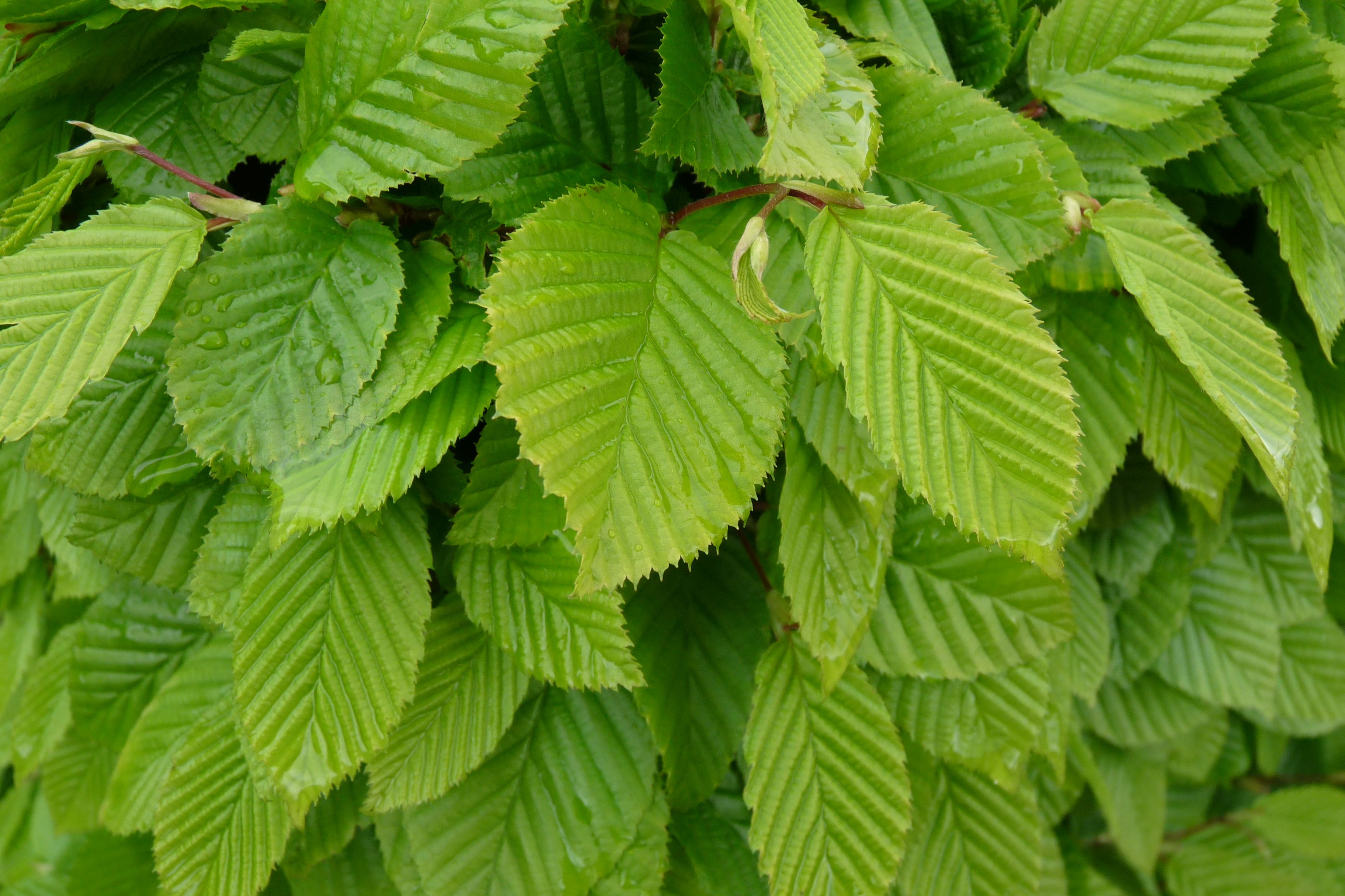 Carpinus (Gyertyán)